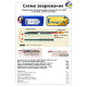 Аккумуляторная сборка 2S4P Energy Life 19400мАч LG 21700-M50 Li-Ion 12AWG XT60-F