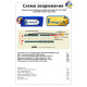 Аккумуляторная сборка 2S4P Energy Life 19600 мАч EVE 21700-EVE50E Li-Ion 12AWG XT60-F (001)